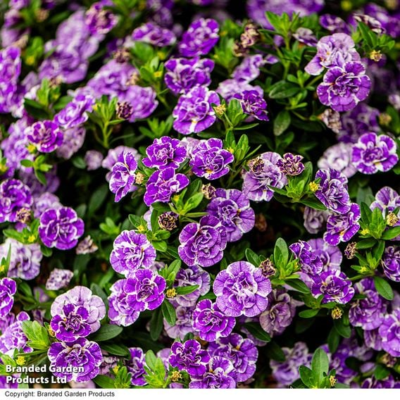 Calibrachoa 'Calita Double Blue Splash'