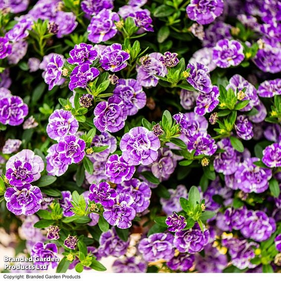 Calibrachoa 'Calita Double Blue Splash'