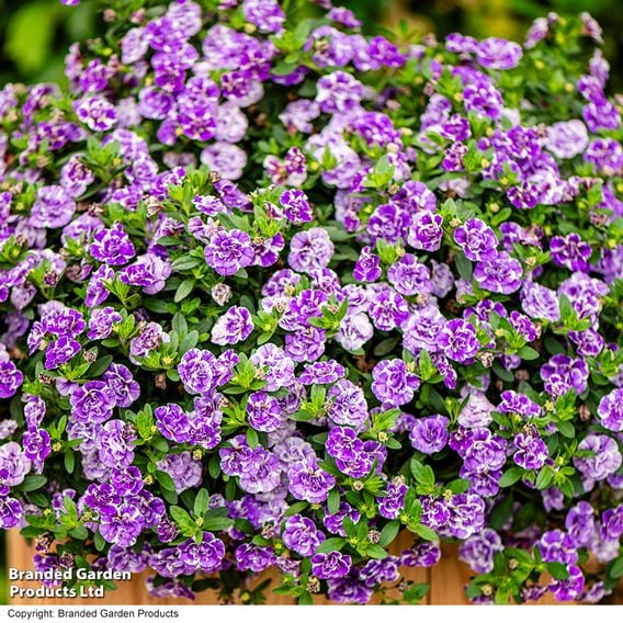 Calibrachoa 'Calita Double Blue Splash'