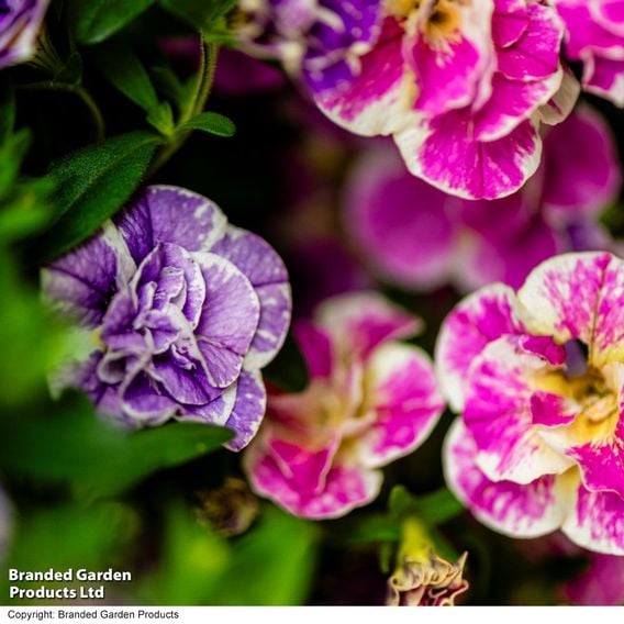 Calibrachoa 'Calita Double Splash' Duo