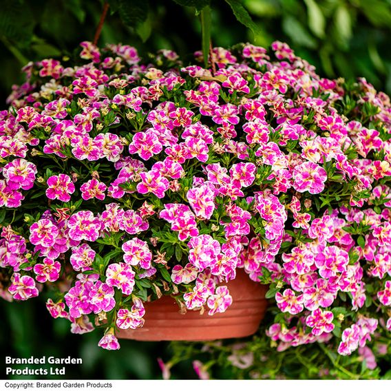 Calibrachoa 'Calita Double Splash' Duo