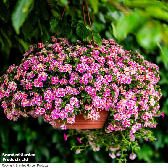 Calibrachoa 'Calita Double Pink Splash'