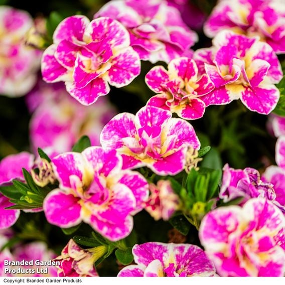 Calibrachoa 'Calita Double Pink Splash'