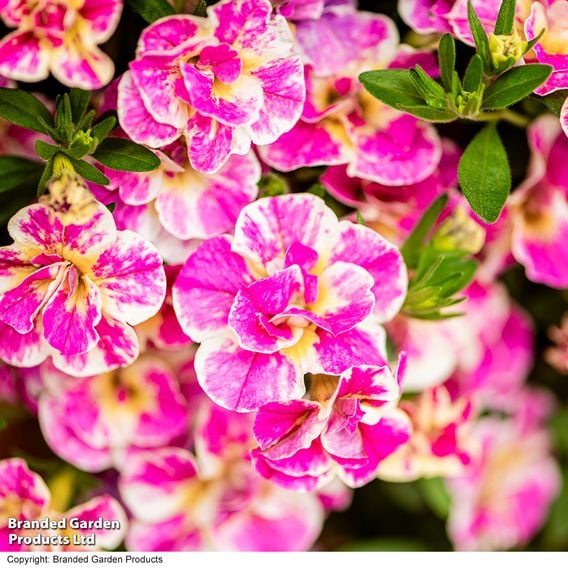 Calibrachoa 'Calita Double Splash' Duo