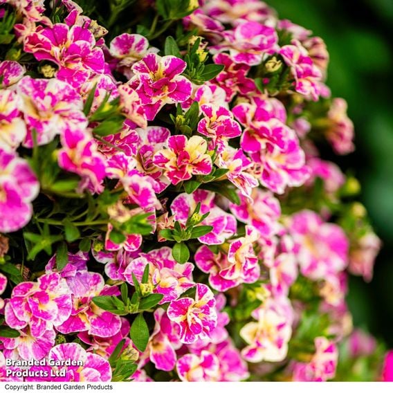 Calibrachoa 'Calita Double Pink Splash'