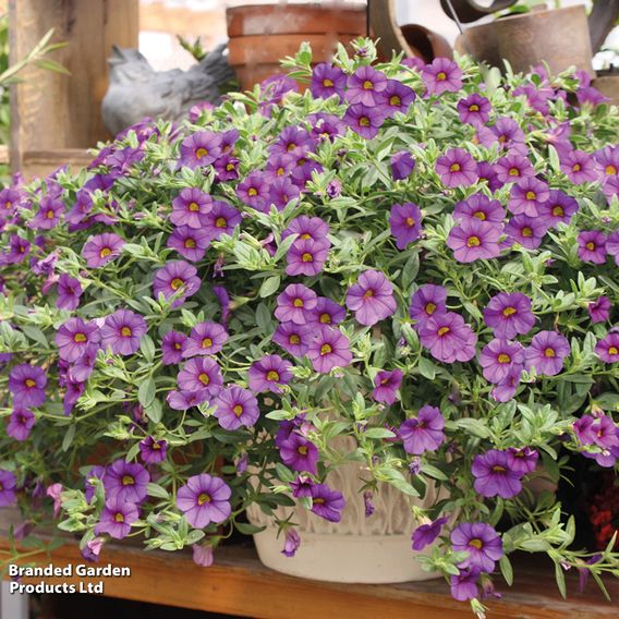 Calibrachoa 'Million Bells Blue'