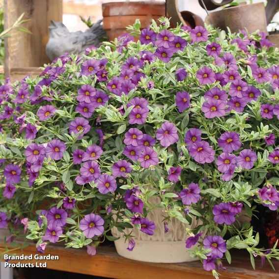 Calibrachoa 'Million Bells Mix'