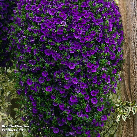 Calibrachoa 'Million Bells Blue'