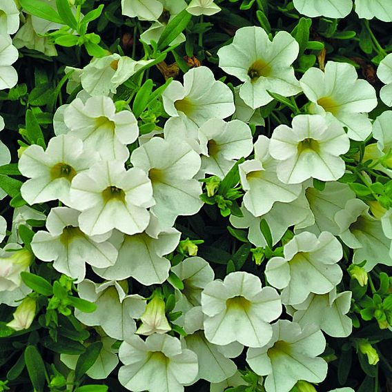 Calibrachoa 'Million Bells Ice'