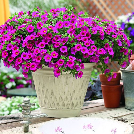 Calibrachoa 'Million Bells Fuchsia Pink'