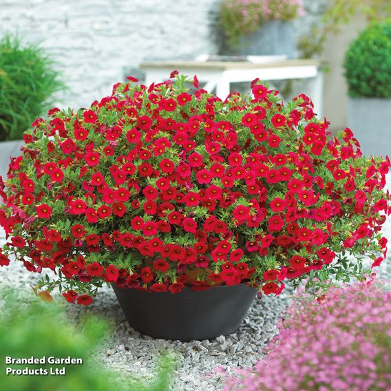 Calibrachoa 'Million Bells Mix'