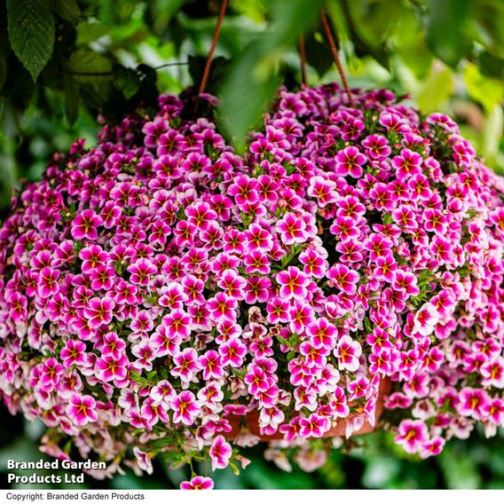 Calibrachoa 'Pink Lace'