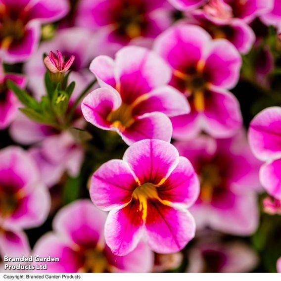 Calibrachoa 'Pink Lace'