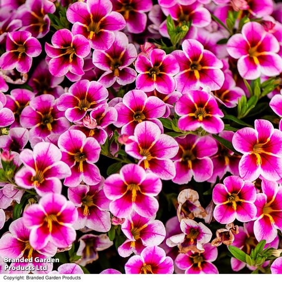 Calibrachoa 'Pink Lace'