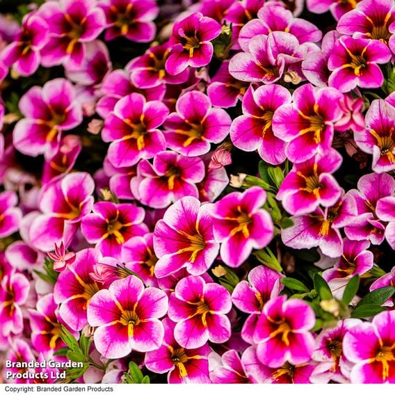 Calibrachoa 'Pink Lace'
