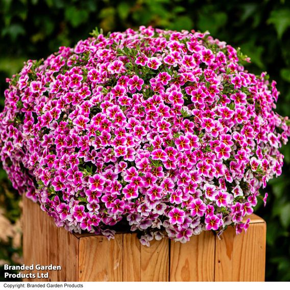 Calibrachoa 'Pink Lace'