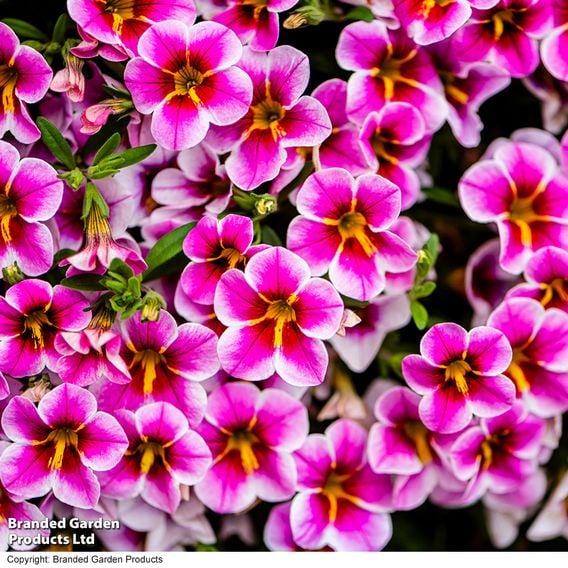 Calibrachoa 'Pink Lace'