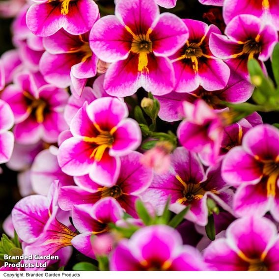 Calibrachoa 'Pink Lace'