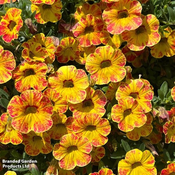 Calibrachoa 'Calita Yellow Red Splash'