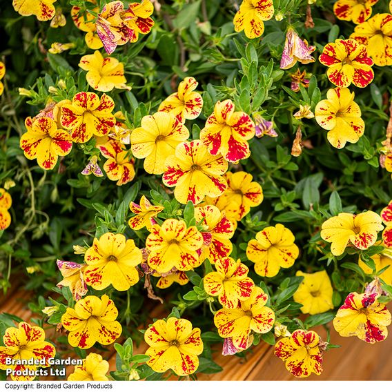 Calibrachoa 'Calita Yellow Red Splash'