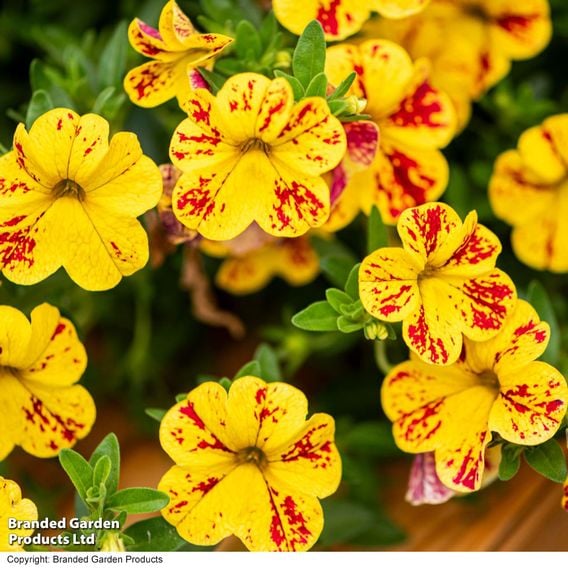 Calibrachoa 'Calita Yellow Red Splash'