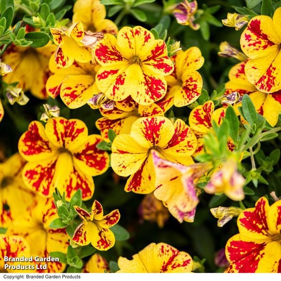 Calibrachoa 'Calita Yellow Red Splash'