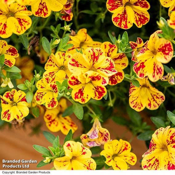 Calibrachoa 'Calita Yellow Red Splash'