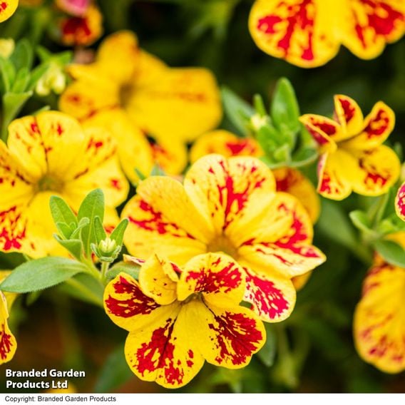 Calibrachoa 'Calita Yellow Red Splash'