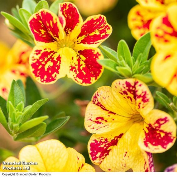 Calibrachoa 'Calita Yellow Red Splash'