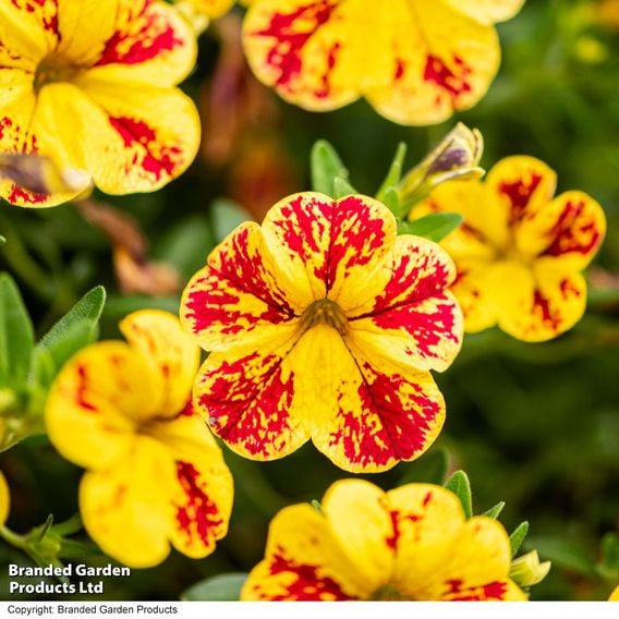 Calibrachoa 'Calita Yellow Red Splash'