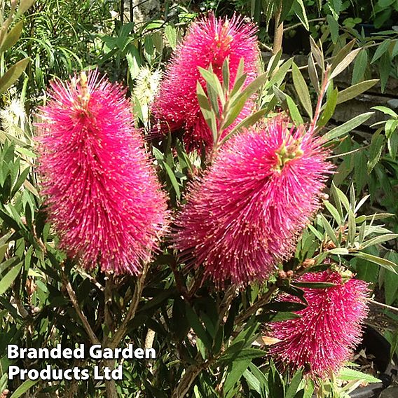 Callistemon Trio