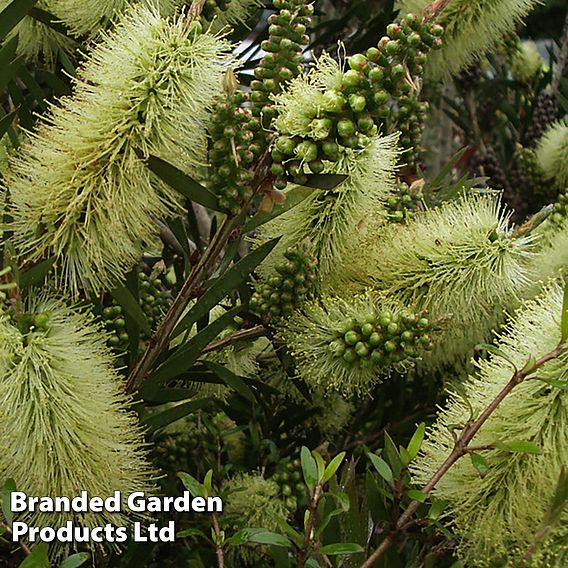 Callistemon Trio