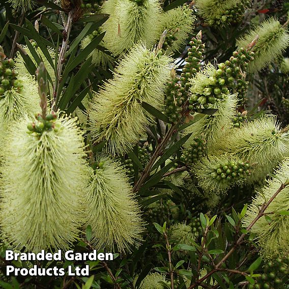 Callistemon 'Honey Pot'