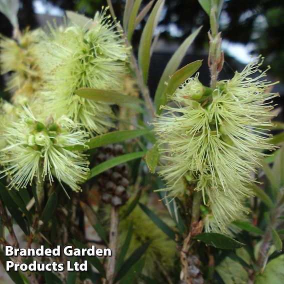 Callistemon 'Honey Pot'