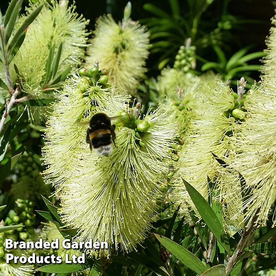 Callistemon 'Honey Pot'