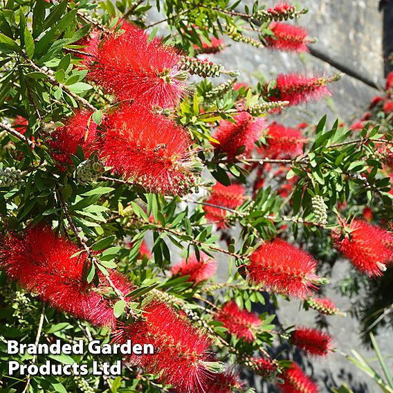 Callistemon Trio