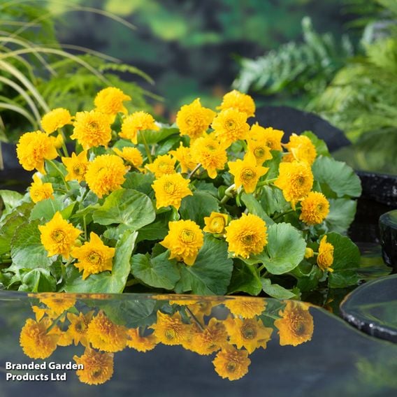 Caltha palustris 'Multiplex' (Marginal Aquatic)