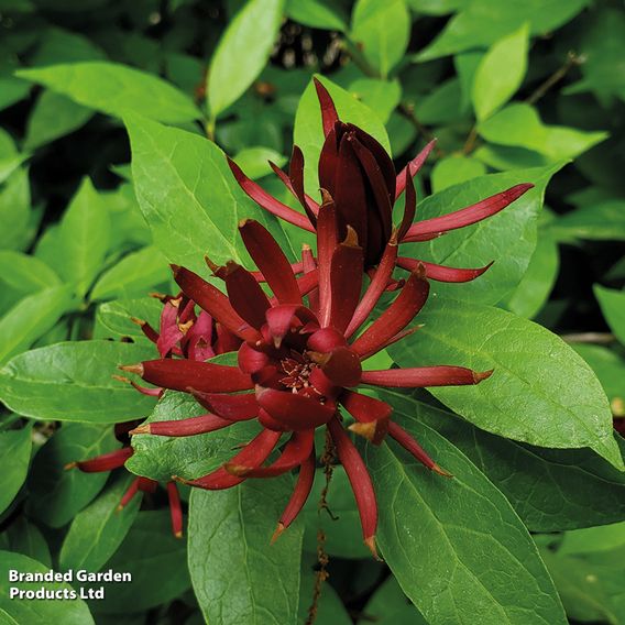 Carolina Allspice