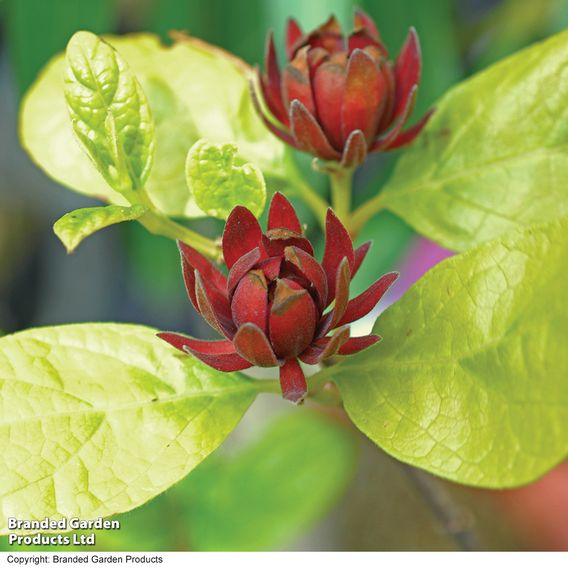 Carolina Allspice