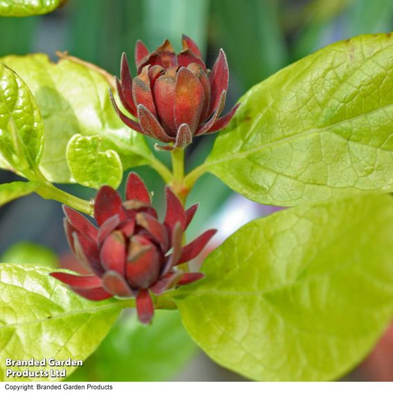 Carolina Allspice