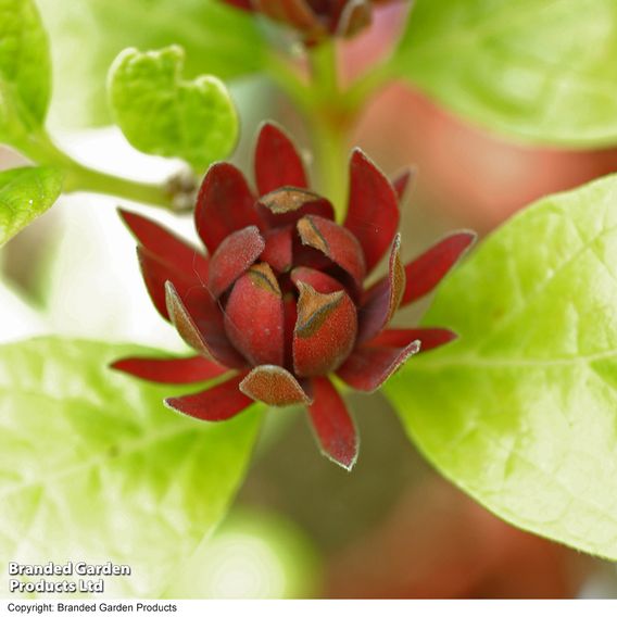 Carolina Allspice