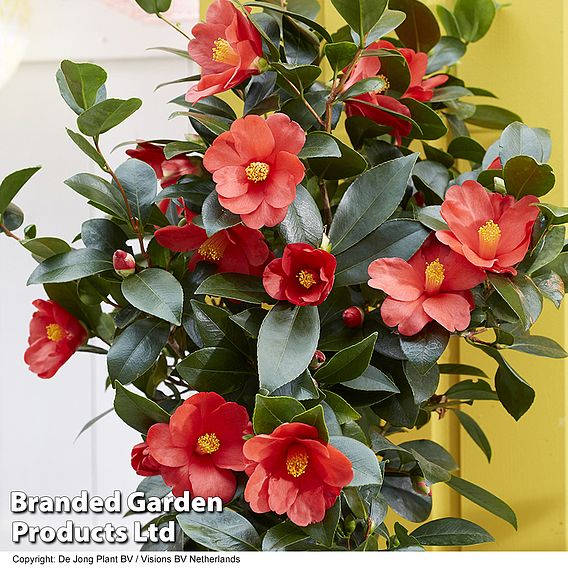 Camellia '1001 Summer Nights' Jasmine