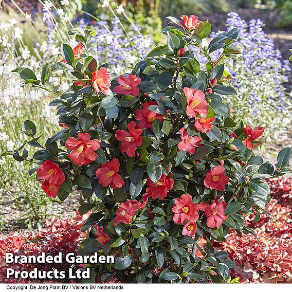 Camellia '1001 Summer Nights' Jasmine