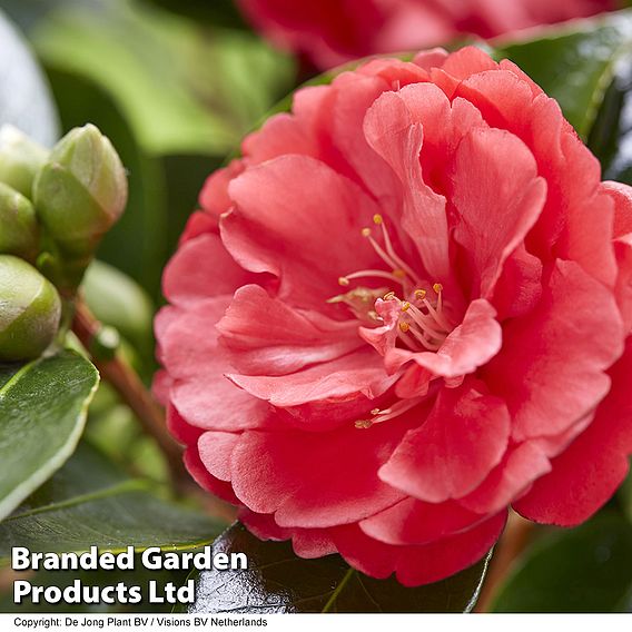 Camellia '1001 Summer Nights' Jasmine