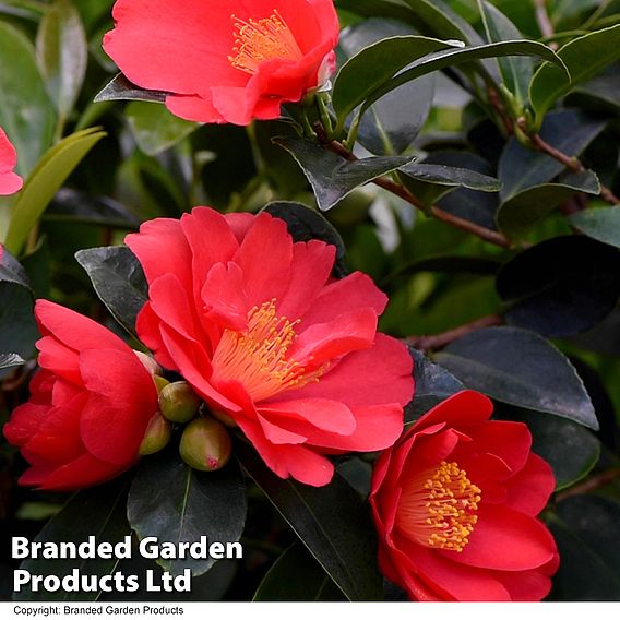 Camellia '1001 Summer Nights' Jasmine