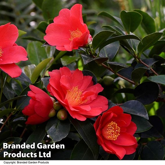 Camellia '1001 Summer Nights' Jasmine