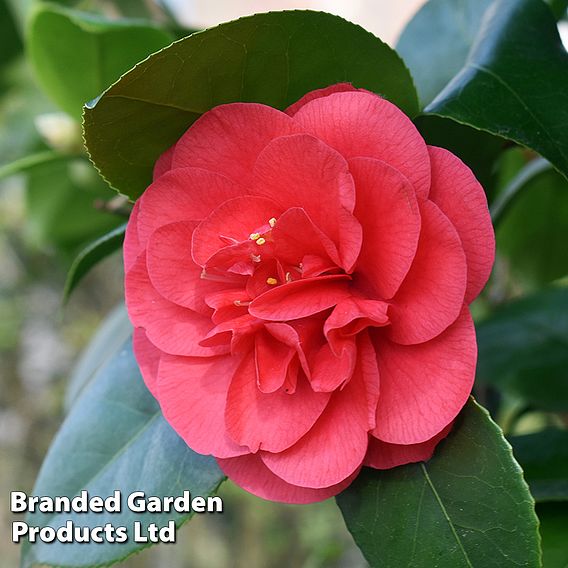 Camellia 'Blooming Wonder Red'