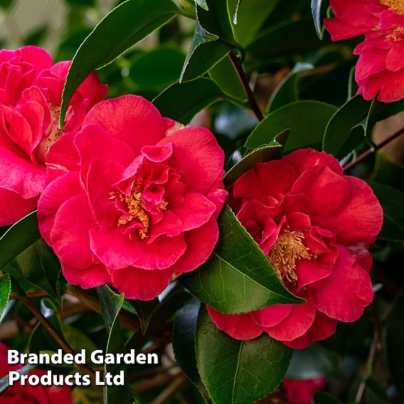 Camellia 'Blooming Wonder Red'