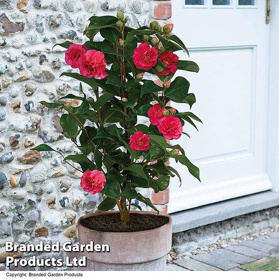 Camellia 'Blooming Wonder Red'