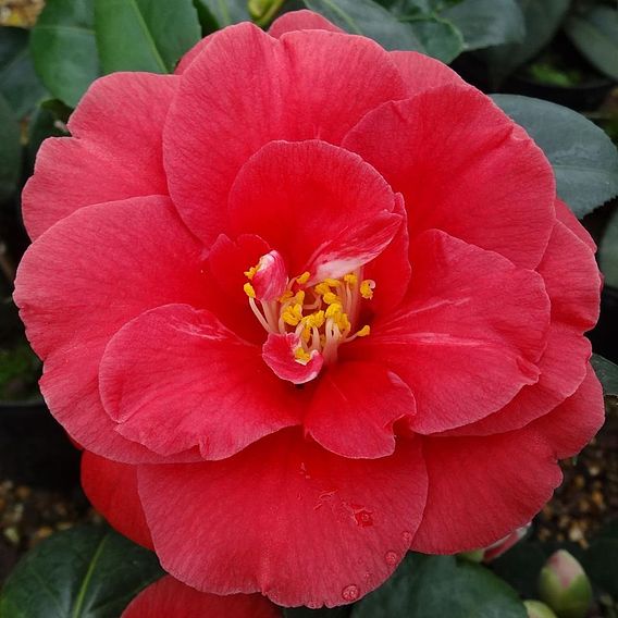 Camellia japonica 'Adolphe Audusson'